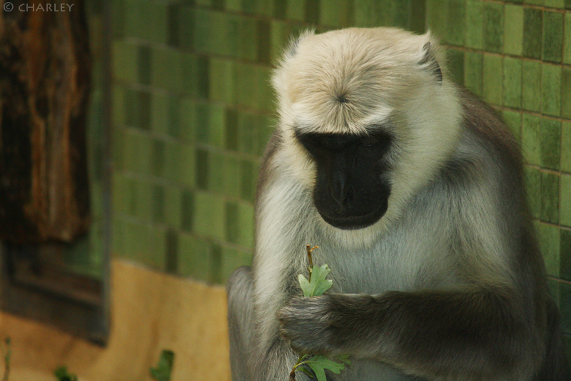 zoo-berlin2010 (49).jpg